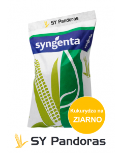 SY Pandoras (1 js) - Kukurydza na ziarno - FAO 240